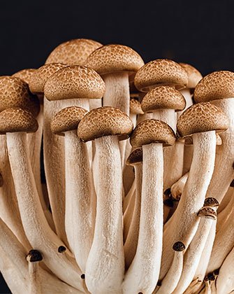 home bg mushroom